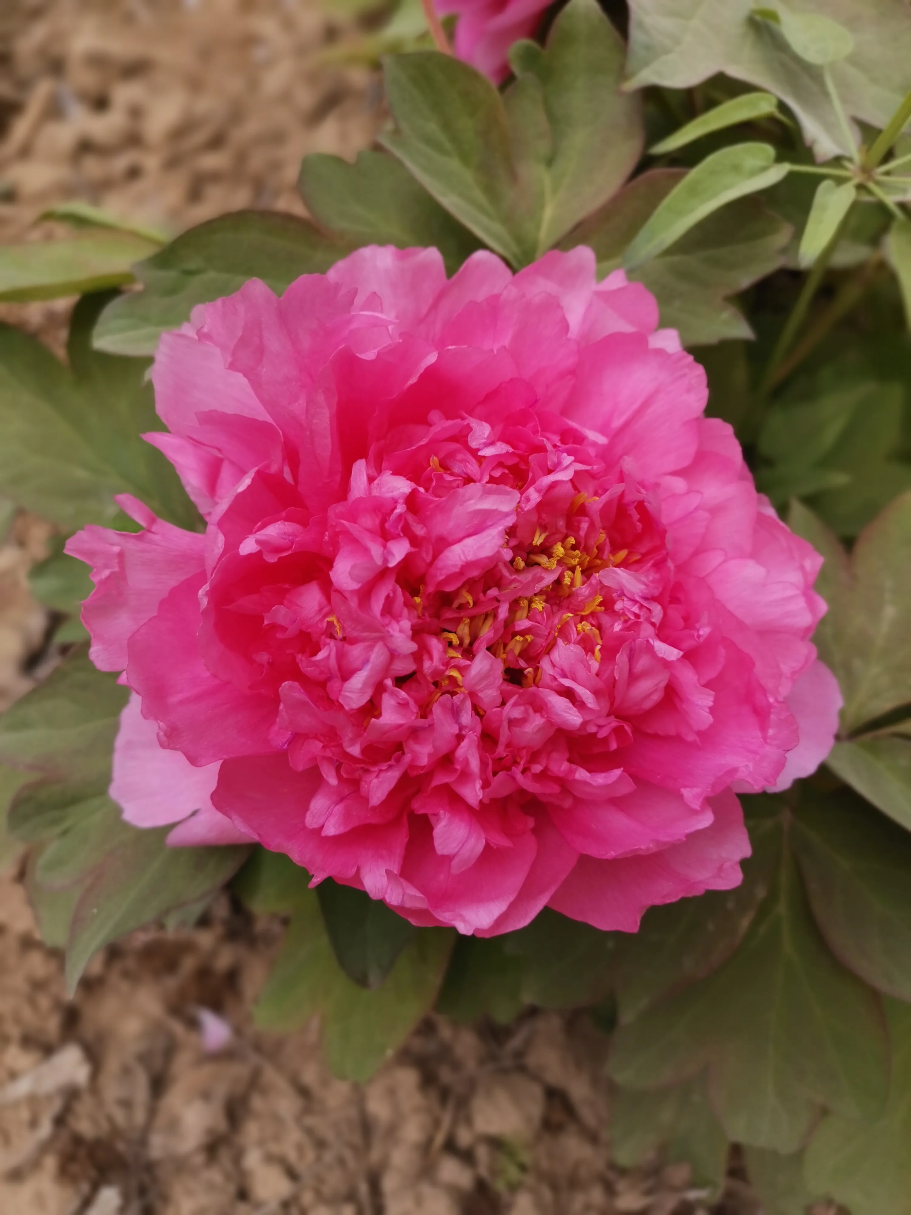 你手机里记录春天最美的照片有吗?怎么样?