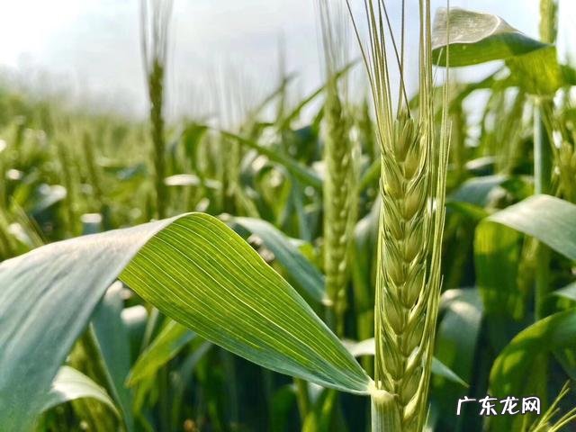 你手机里记录春天最美的照片有吗?怎么样?