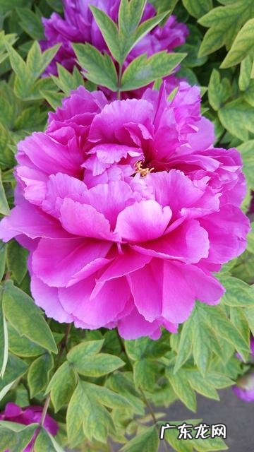 你手机里记录春天最美的照片有吗?怎么样?