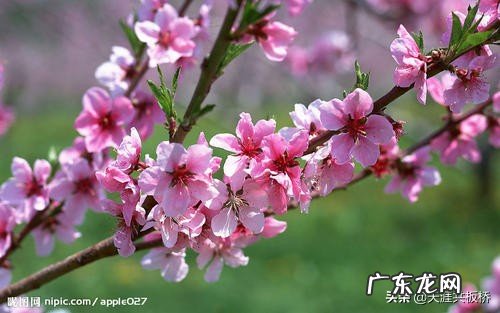 2020年的情人节，你要给TA送什么？