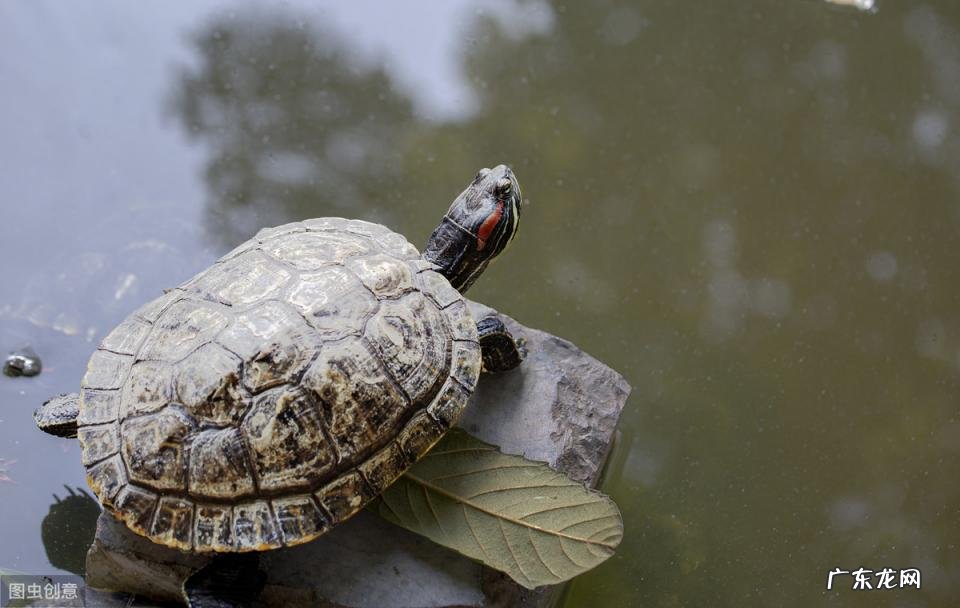 家庭养龟有什么讲究吗 家庭养龟好不好?