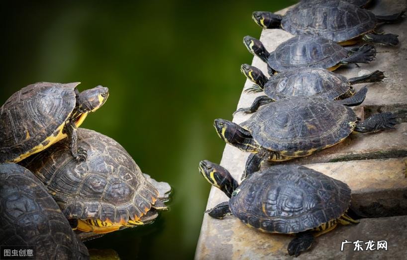 家庭养龟有什么讲究吗 家庭养龟好不好?