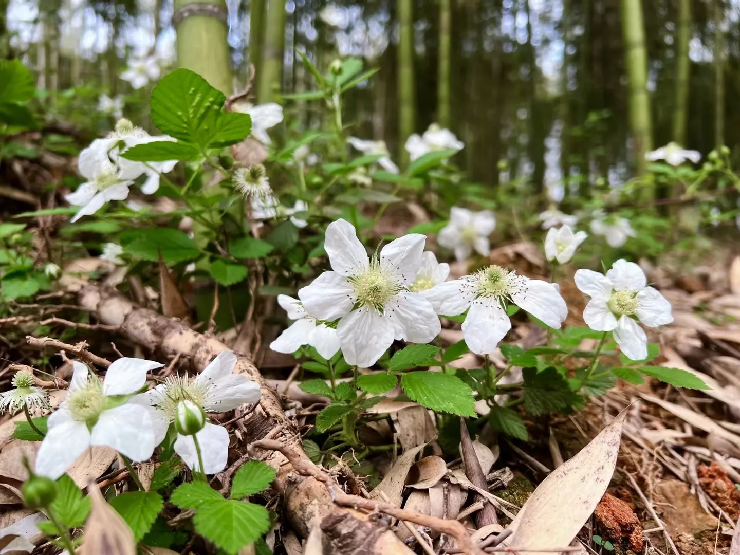因为3.21东航坠机事件，得了恐飞症怎么办？