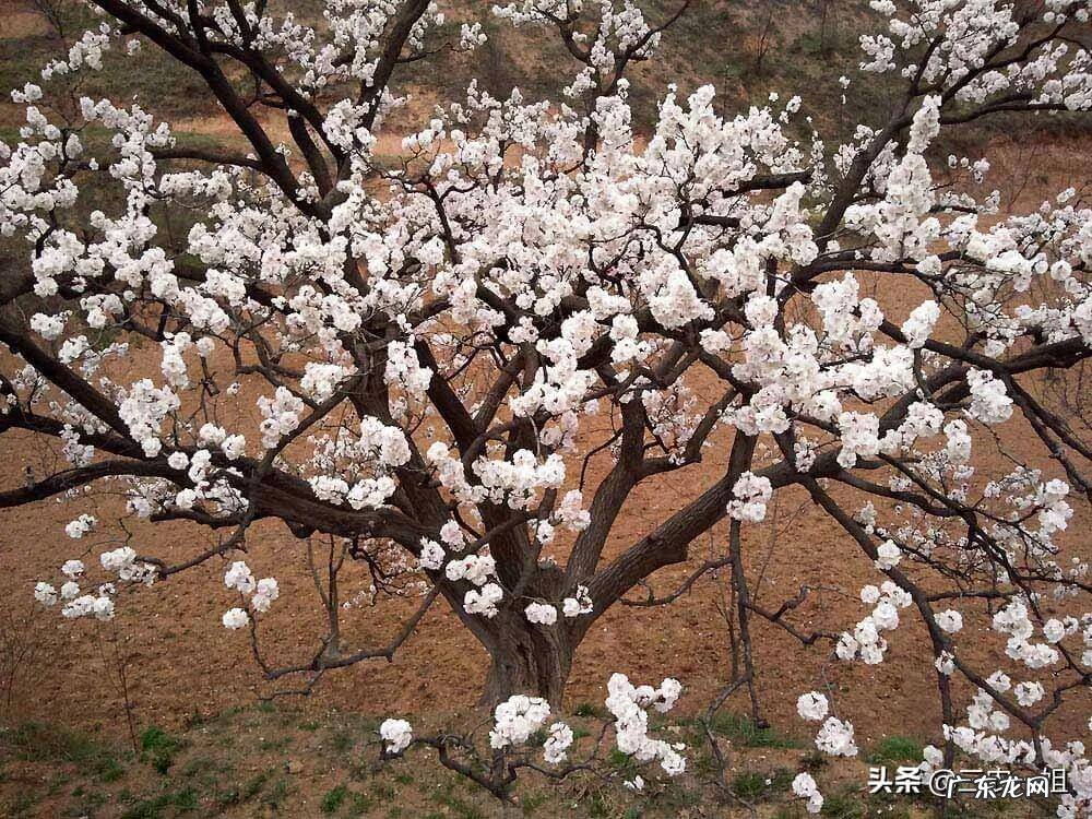 屋后种桃树风水好吗 庭院种植桃树的风水