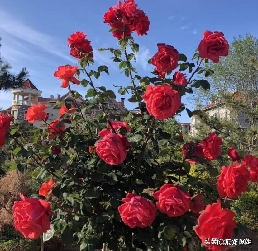 屋后种桃树风水好吗 庭院种植桃树的风水