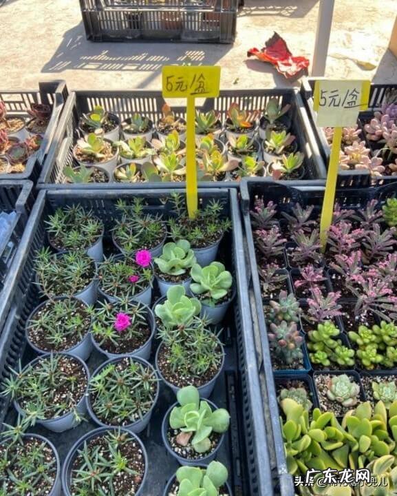 中国风水大师排名 城乡大集在哪里