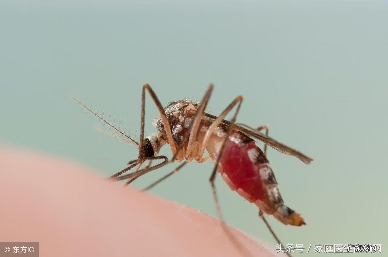 蚊子咬的血型排名 蚊子血型招