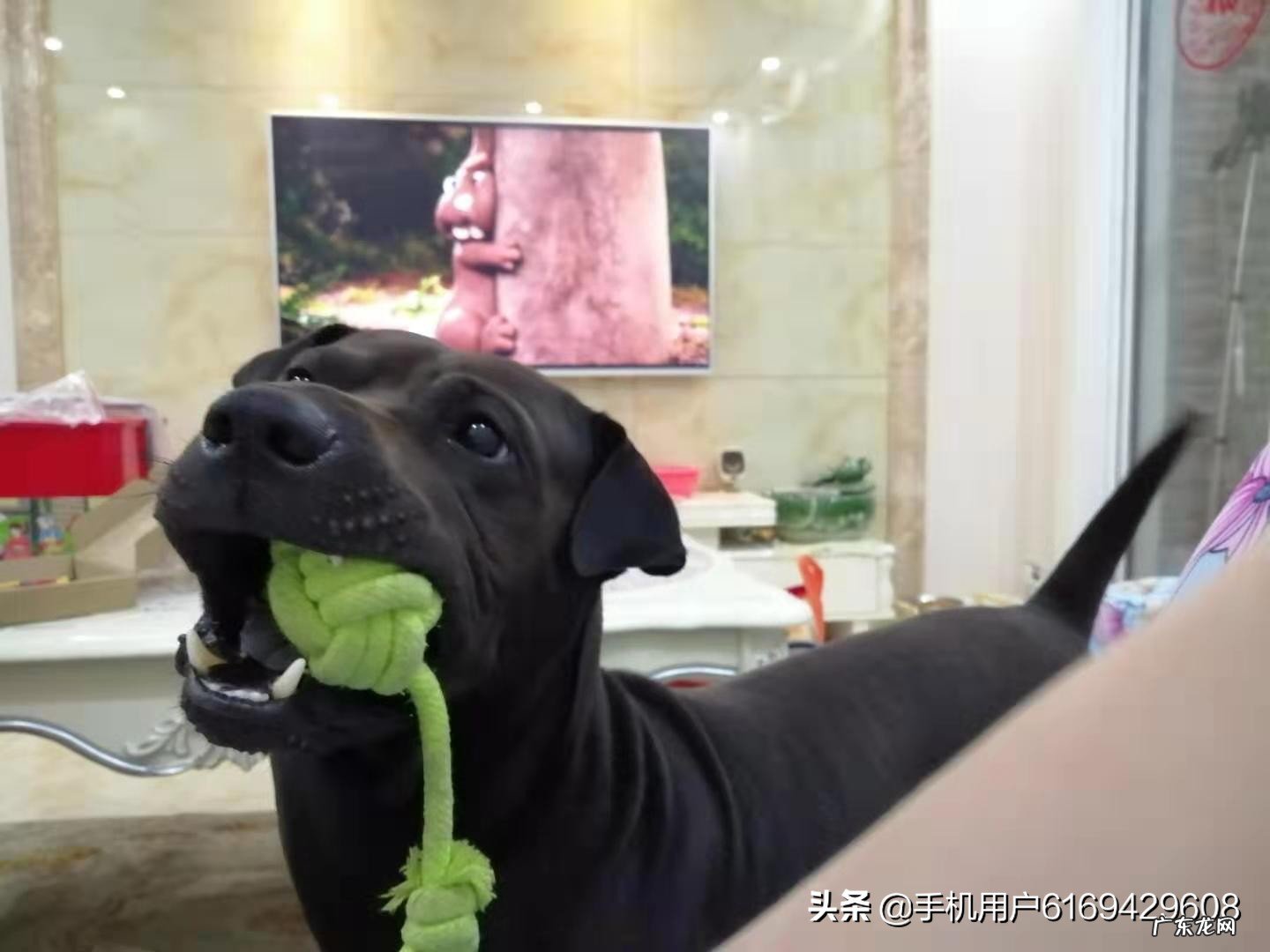 大家敢不敢晒一晒你们家的萌宠？