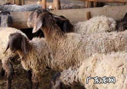 刀郎羊为什么那么贵 刀郎羊现在多少钱一只