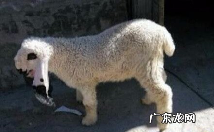 刀郎羊为什么那么贵 刀郎羊现在多少钱一只
