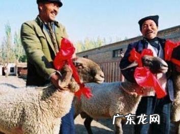 刀郎羊为什么那么贵 刀郎羊现在多少钱一只