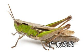 蚂蚱养殖棚图片 养蚂蚱一亩地几个大棚合适