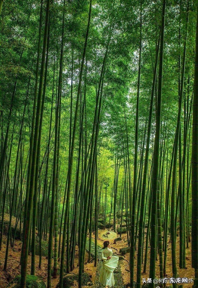 麻雀和凤凰的寓意是什么 麻雀和竹子寓意是什么