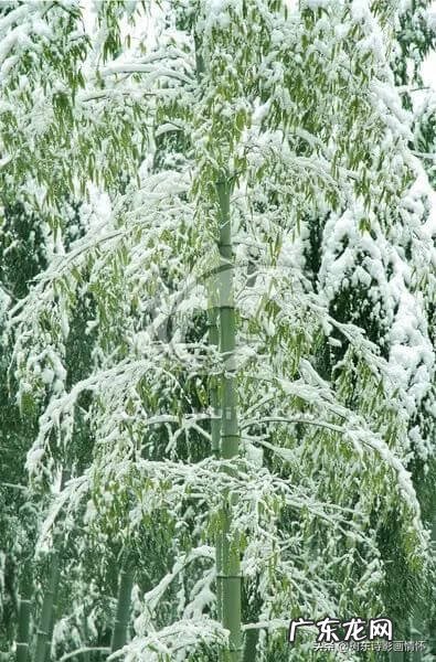 麻雀和凤凰的寓意是什么 麻雀和竹子寓意是什么