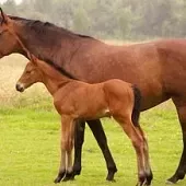 十二生肖当中,谁心理素质很差?