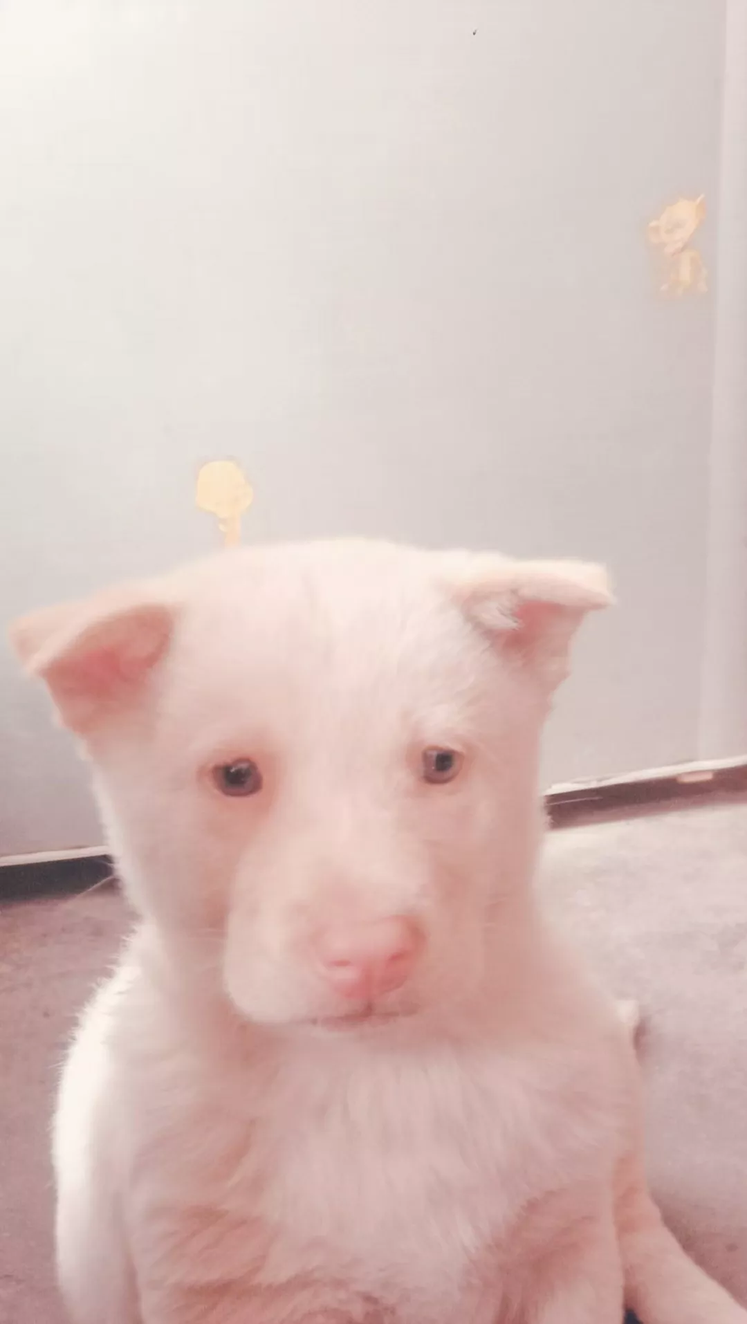 十二生肖当中,谁心理素质很差?