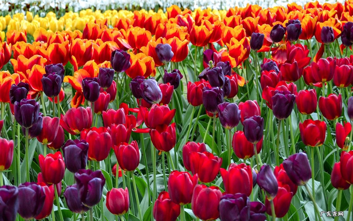 十二生肖当中，谁心理素质很差？