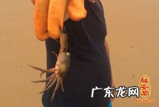 梦见鱼咬手还出血了是什么意思 梦见鱼咬手指头不松口被甩掉了