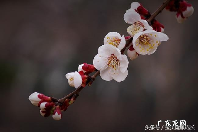 九九归一是什么生肖?最佳答案 九九归一是什么生肖?重头重尾