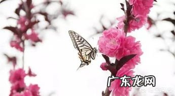 《春寒》这首古诗中的春寒是什么意思,你如何理解?