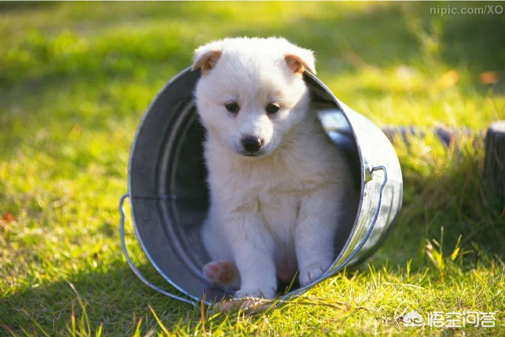 哈士奇幼犬吃哪种狗粮比较好?