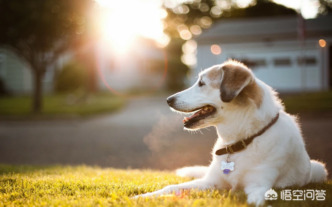 哈士奇幼犬吃哪种狗粮比较好?