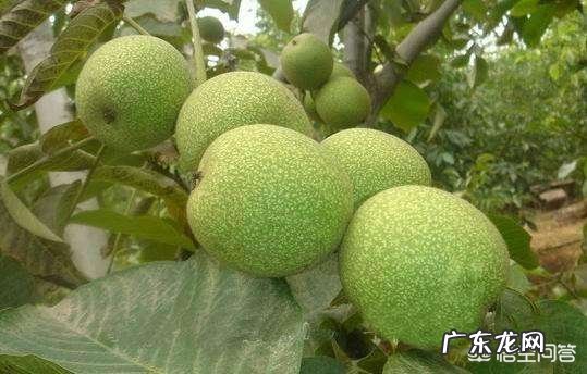 东北的野生核桃油有什么营养价值,能种植么?