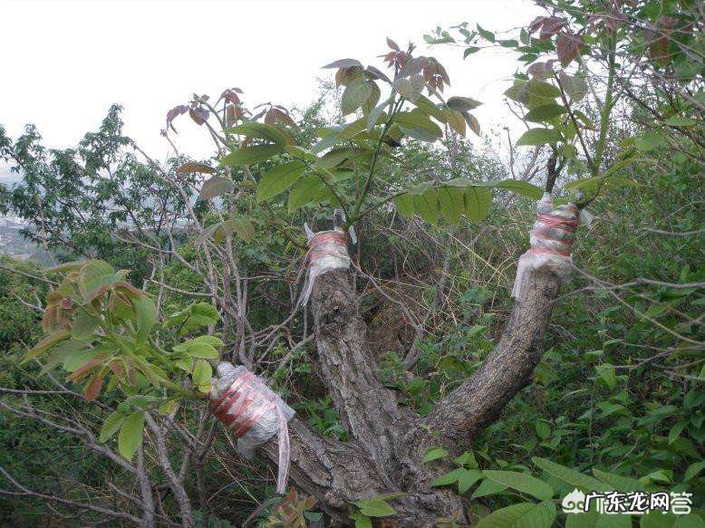 东北的野生核桃油有什么营养价值,能种植么?