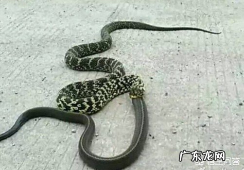 在农村看到王锦蛇在吃眼镜王蛇,为什么无毒的王锦蛇竟然可以制服眼镜王蛇?