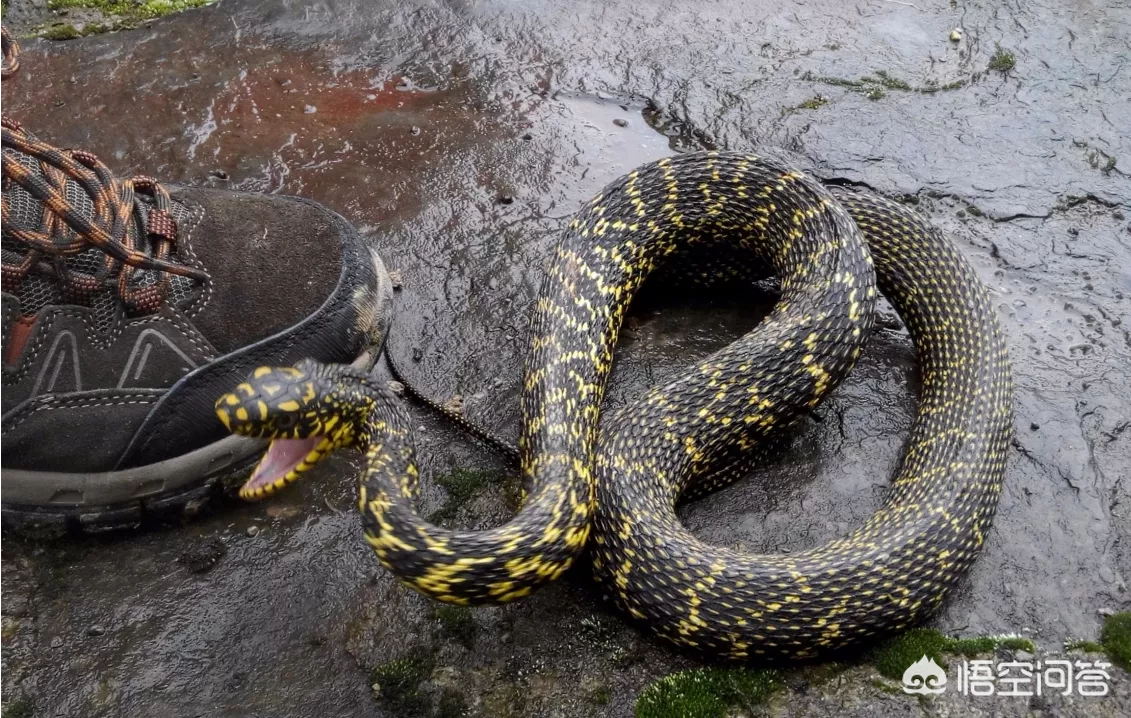 在农村看到王锦蛇在吃眼镜王蛇,为什么无毒的王锦蛇竟然可以制服眼镜王蛇?