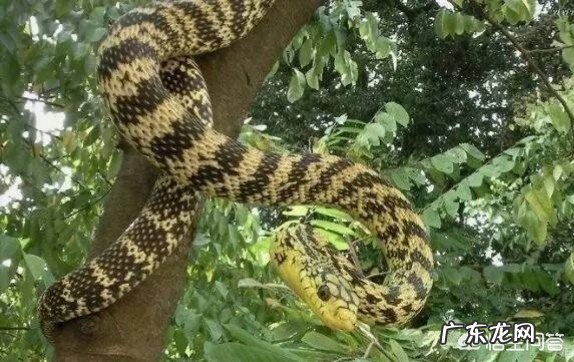 在农村看到王锦蛇在吃眼镜王蛇,为什么无毒的王锦蛇竟然可以制服眼镜王蛇?