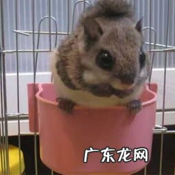 大眼飞鼠好养吗有毒吗 大眼飞鼠和蜜袋鼯区别图片