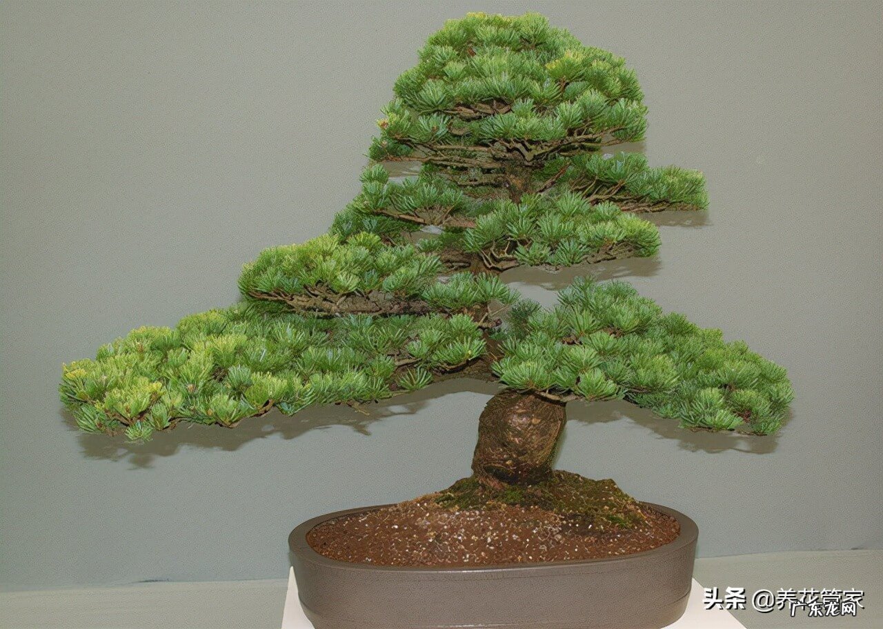 风水口诀 庭院栽树风水口诀