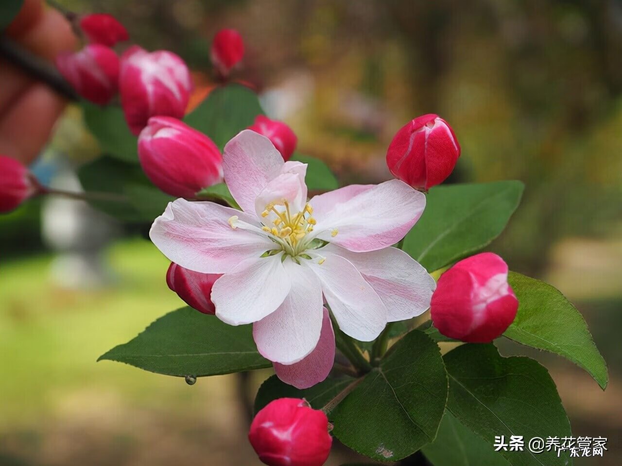 风水口诀 庭院栽树风水口诀