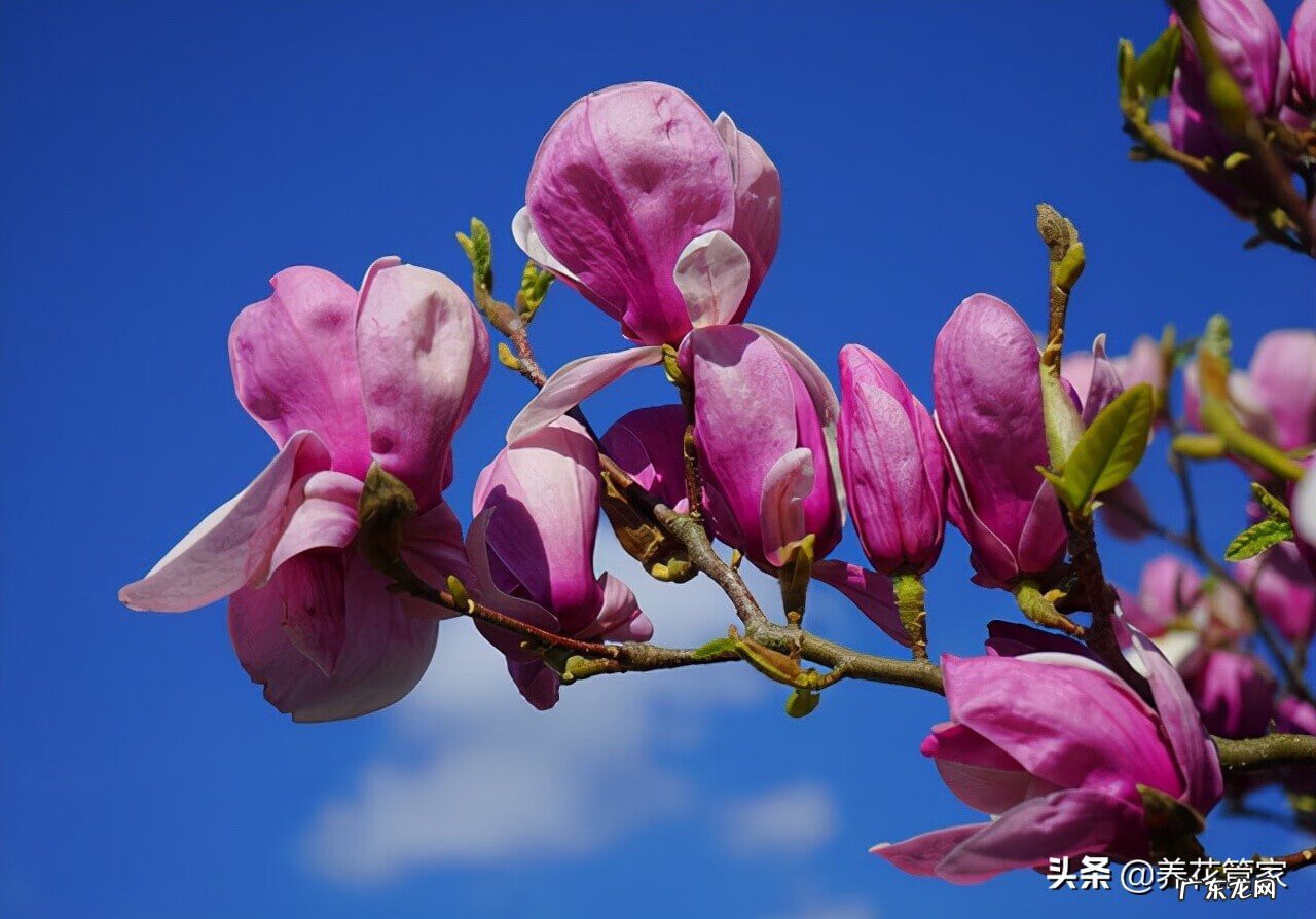 风水口诀 庭院栽树风水口诀