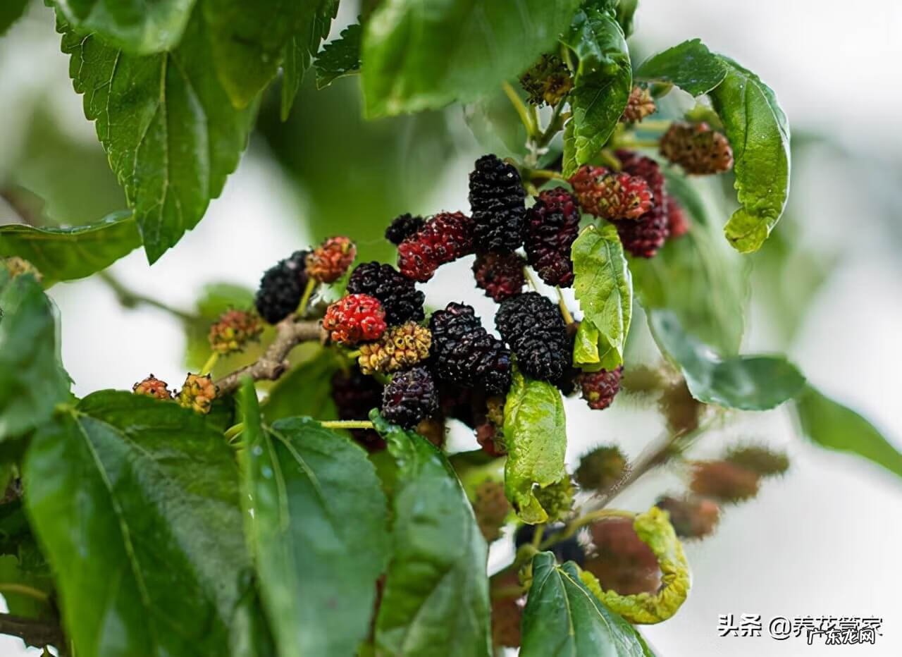 风水口诀 庭院栽树风水口诀