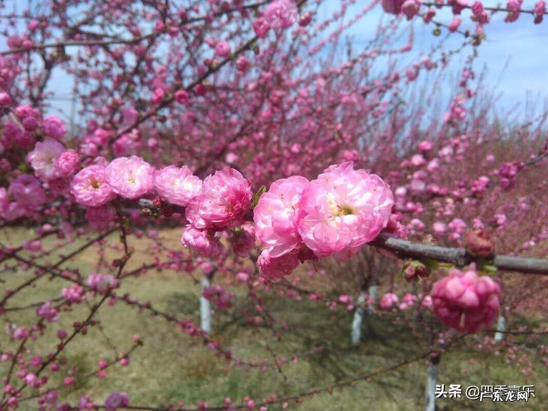 辰酉合怎么样 辰酉合的风水