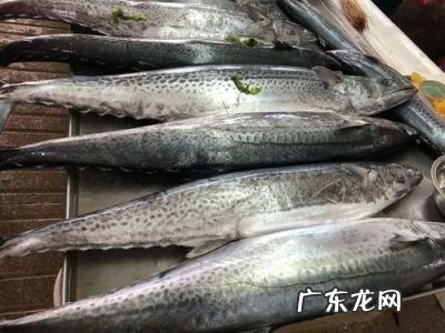 大鲅鱼价格小鲅鱼怎么吃 10斤大鲅鱼多少钱一斤