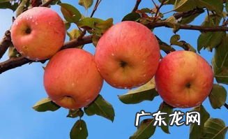 苹果和香蕉的热量一样吗 100克苹果的热量是多少大卡的