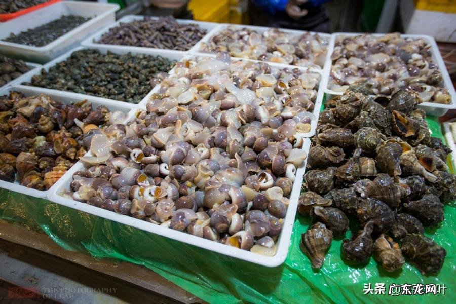 青蟹和梭子蟹哪个贵营养多 梭子蟹和河蟹哪个贵