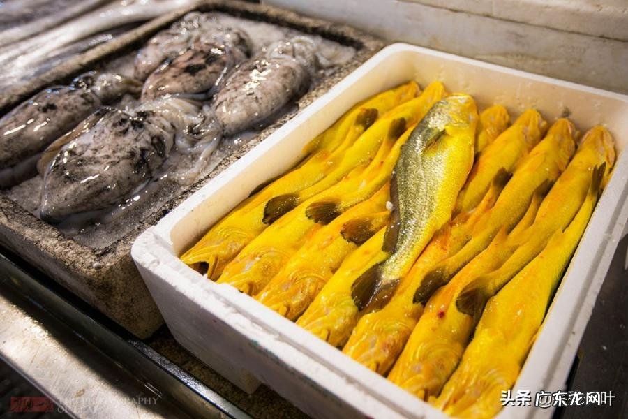 青蟹和梭子蟹哪个贵营养多 梭子蟹和河蟹哪个贵