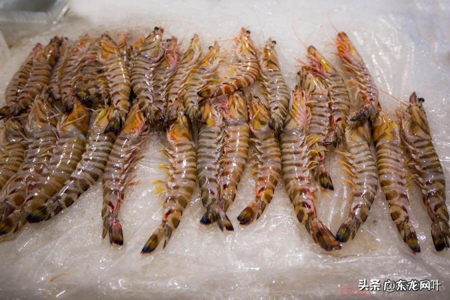 青蟹和梭子蟹哪个贵营养多 梭子蟹和河蟹哪个贵