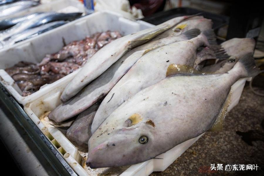 青蟹和梭子蟹哪个贵营养多 梭子蟹和河蟹哪个贵