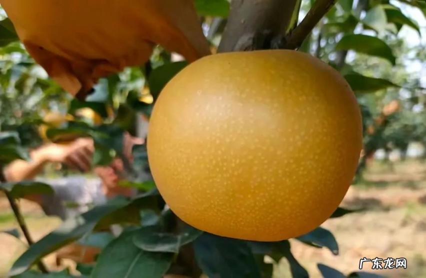 秋月梨时间久了会变嘛 秋月梨常温可以放置多久