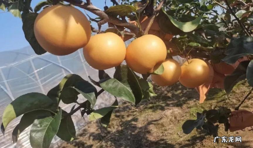 秋月梨时间久了会变嘛 秋月梨常温可以放置多久