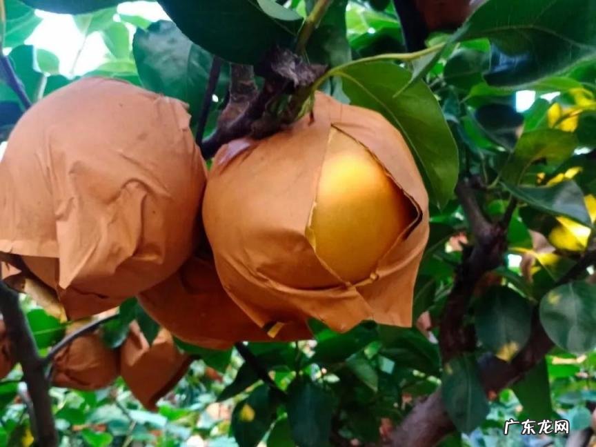 秋月梨时间久了会变嘛 秋月梨常温可以放置多久