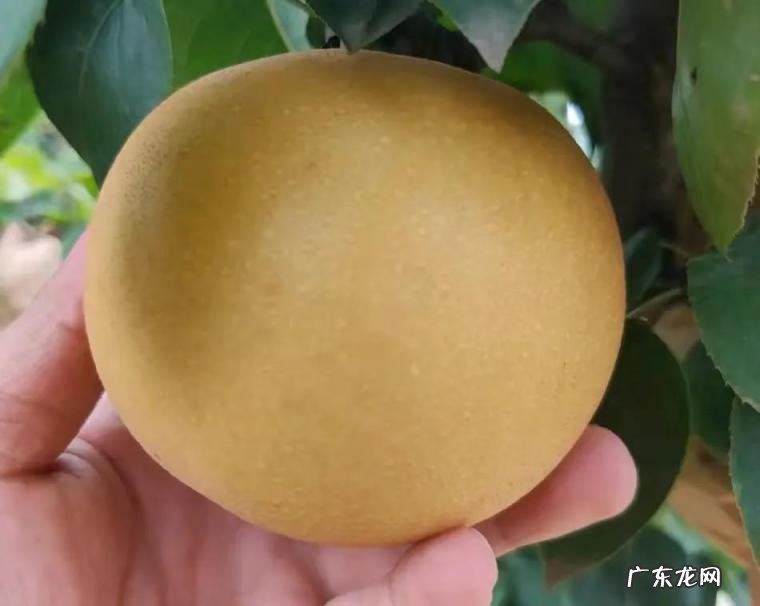 秋月梨时间久了会变嘛 秋月梨常温可以放置多久