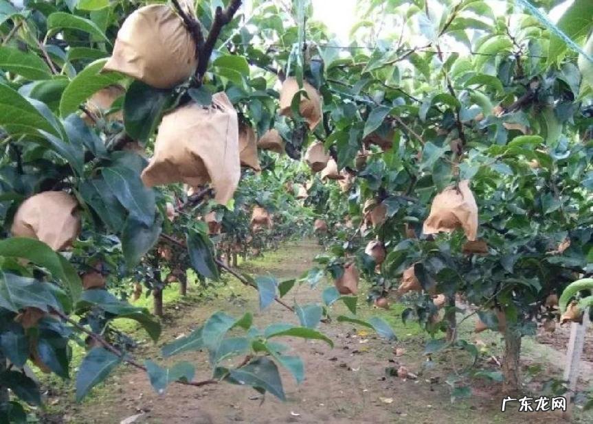 秋月梨时间久了会变嘛 秋月梨常温可以放置多久