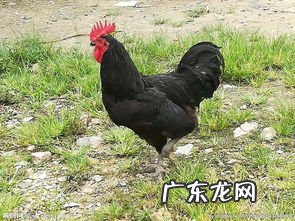 快大黑乌鸡苗价格 大黑鸡蛋视频在线观看