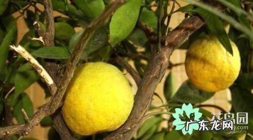 枳实与枳壳的区别 枳壳是什么东西